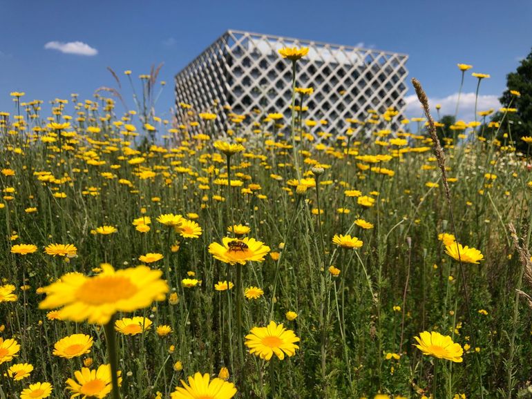 Bloemenzee voor het Atlasgebouw van Wageningen University & Research