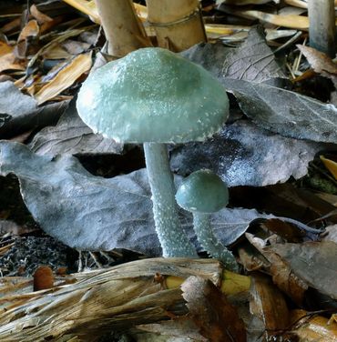 Valse kopergroenzwam