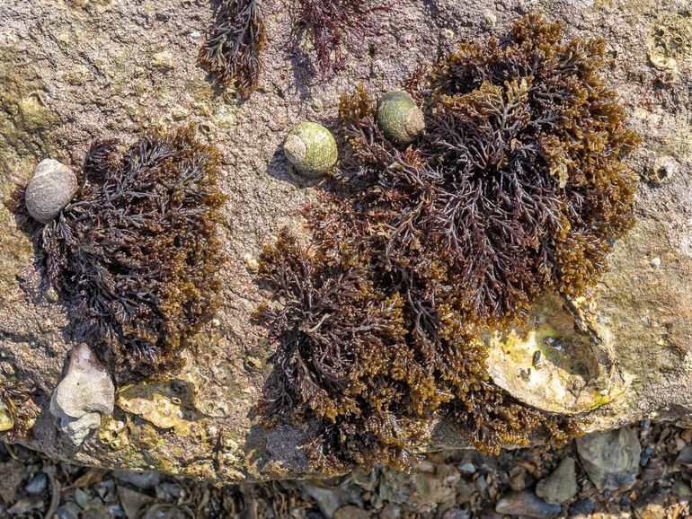 Enkele jonge struikjes van het Stomp rendiergeweiwier (Goese Sas, 30 april 2022) met daarbij de Gewone alikruik (Littorina littorea) en – linksonder – de Japanse stekelhoren (Ocinebrellus inornatus)