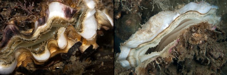 Links: Japanse oester. Rechts: Platte oester