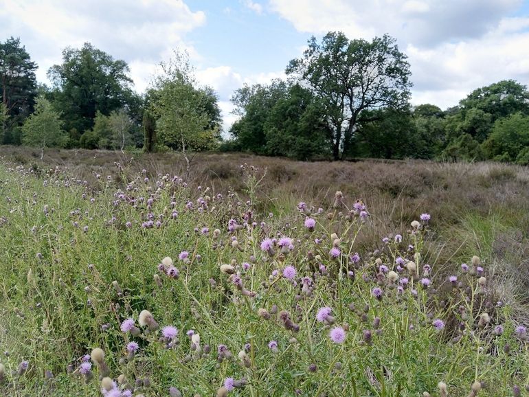 Belangrijke nectarplanten zoals distels groeien vrijwel alleen als smal randje langs schelpenpaden op de heide