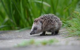 Patrick Verhaar jonge egel - een van de icoonsoorten in Zuid-Holland die profiteert van de plannen voor het Groenste Fietsnetwerk van Nederland