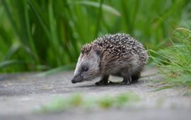 jonge egel - een van de icoonsoorten in Zuid-Holland die profiteert van de plannen voor het Groenste Fietsnetwerk van Nederland