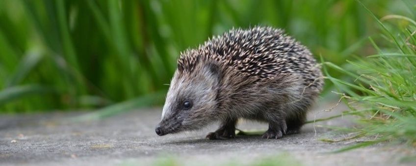 jonge egel - een van de icoonsoorten in Zuid-Holland die profiteert van de plannen voor het Groenste Fietsnetwerk van Nederland