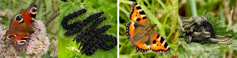 Vlinder en rupsen van dagpauwoog (links) en kleine vos (rechts)