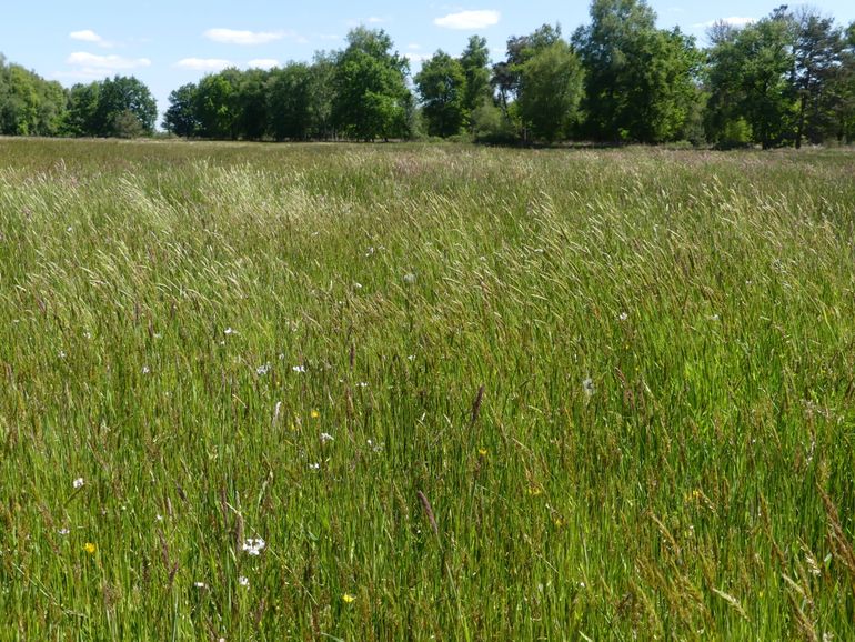 Grasland met pinksterbloemen in de Herbertusbossen, vindplaats van de tweecellige zandbij