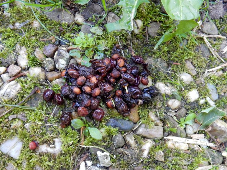 Veganistische steenmarterpoep