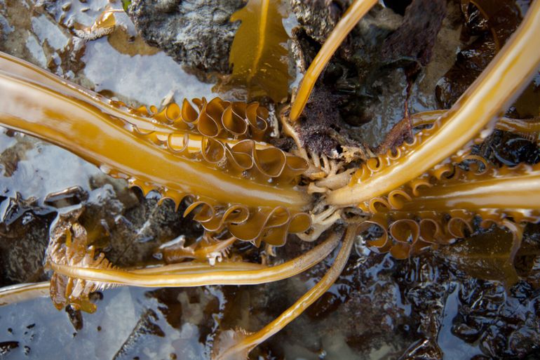 Wakame, met franjes in het midden