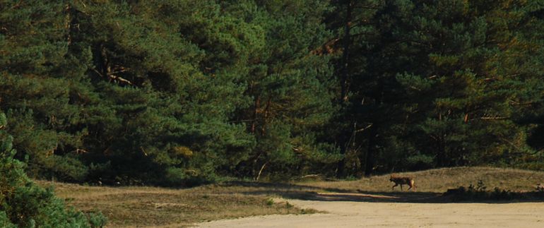 Wolf op de Veluwe