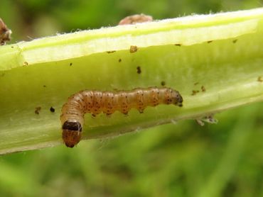 De rups van groot-hoefbladboorder