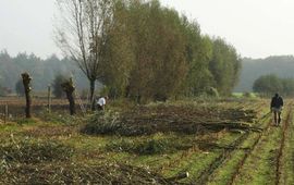 Wilgen knotten bij Scherpenzeel