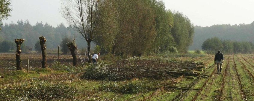 Wilgen knotten bij Scherpenzeel