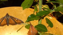 Buxusmot - bruin - primair