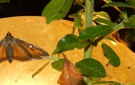 Buxusmot - bruin - primair