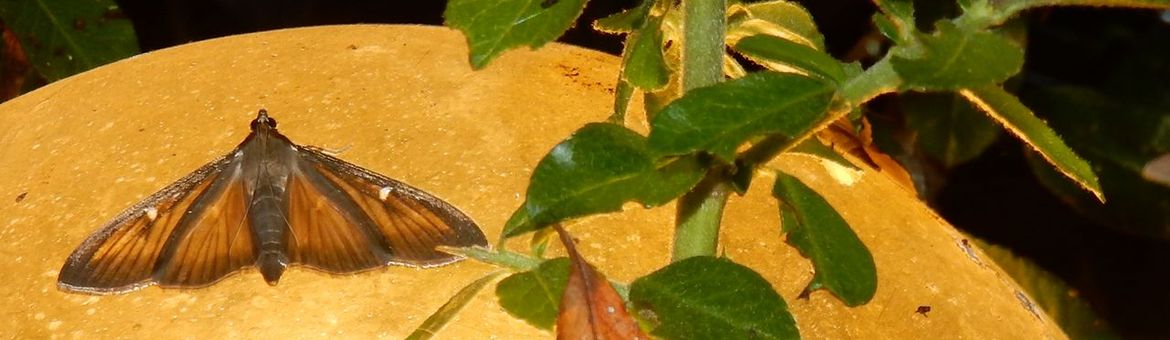 Buxusmot - bruin - primair