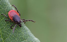 Ixodes ricinus