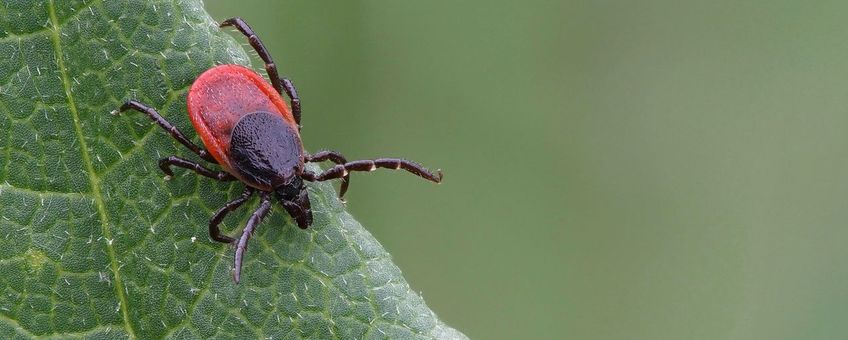 Ixodes ricinus