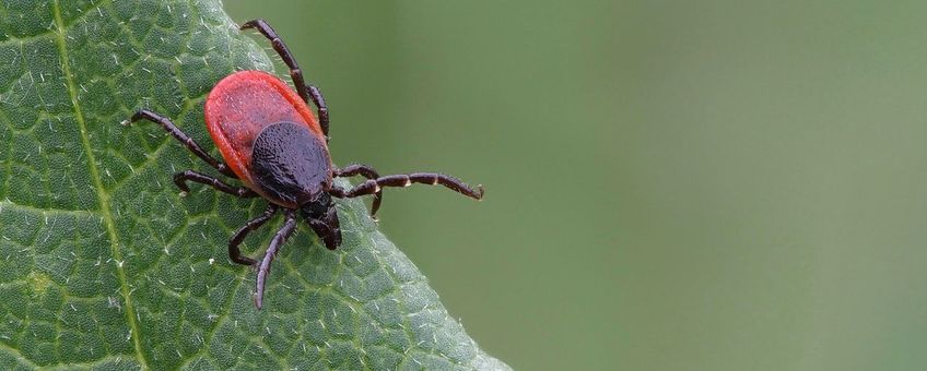 Ixodes ricinus