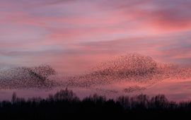 Shutterstock spreeuwenwolk - eenmalig gebruik