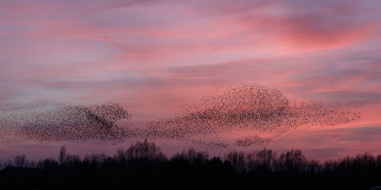 Spreeuwen in de avondlucht