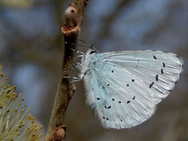 Boomblauwtje wordt veel gezien in stad en dorp