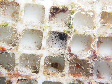 Juveniele zee-egel Diadema antillarum op een bevestigingspaneel, een van de bestudeerde vestigingsverzamelaars