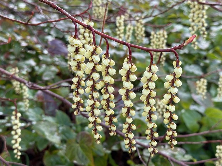 Staartaar (Stachyurus praecox)