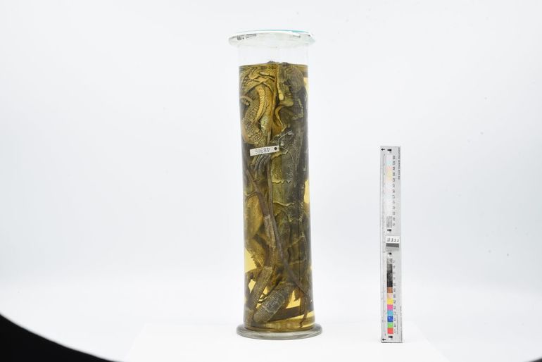 De Venezolaanse leguanen worden samen op sterk water bewaard