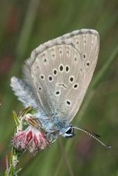 The Alcon blue (Phengaris arion)