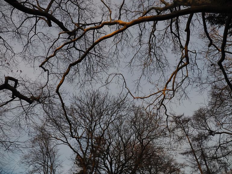 En vergeet bij het dwalen niet om af en toe naar boven te kijken! Zelfs als de lucht bewolkt is, zie je soms mooie dingen: grillige bomentakken die naar boven reiken en het spel van het zonlicht op de bomen