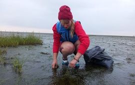 Josje Fens, Waddenvereniging Oogsten zeegras