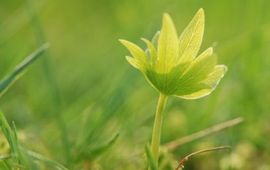 Kiemplant Linde
foto Wout van der Slikke