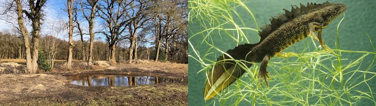 Poelen in de Drentsche Aa maken amfibie&euml;n minder kwetsbaar, zoals de zeldzame kamsalamander