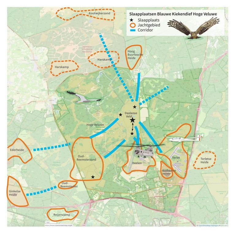 In Het Nationale Park De Hoge Veluwe zijn zeker vijf verschillende (sub)plaatsen te vinden waar kiekendieven de nacht doorbrengen. Daar kom je alleen achter als je niet enkel op je vaste telpunt achter je telescoop gaat staan, maar meerdere uitzichtpunten verkent én overdag de diverse terreinen bezoekt – waarbij je onder meer het voedselaanbod in beeld brengt