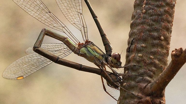 Een vrouwtje van de houtpantserjuffer die bezig is haar eitjes te boren. De bobbels in de bast zijn de sporen van die eitjes