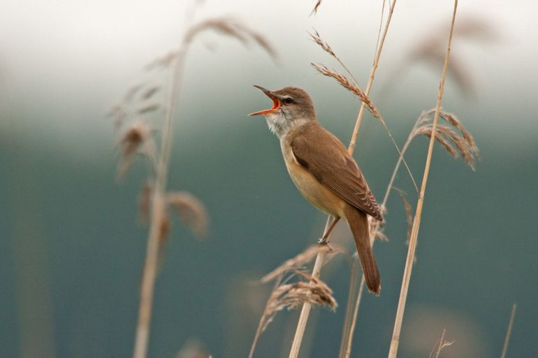 Herstel van het leefgebied van de grote karekiet moet starten in de bestaande bolwerken, zoals de Loosdrechtse Plassen