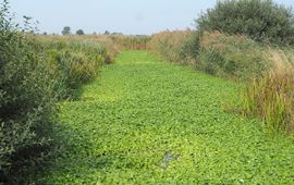 Hans Dekker (Saxifraga) Compleet bedekte watergang