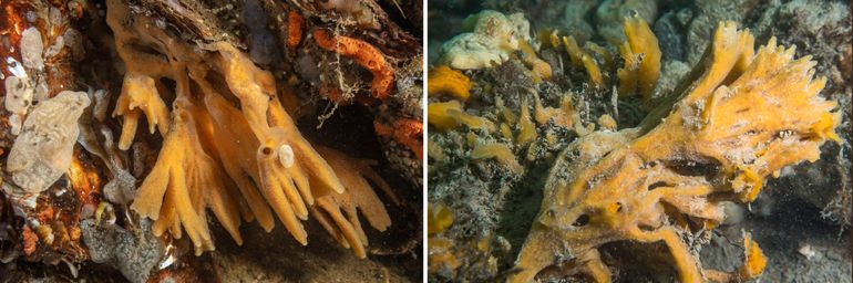 Figuur 2. Links: een piekjesspons met vingervormige vertakkingen in het Grevelingenmeer (Bron: Mick Otten). Rechts: een chaotische groeivorm van de Piekjesspons op de Schelpdierbank bij de Brouwersdam