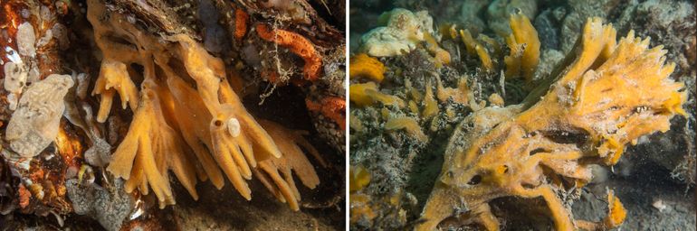 Figuur 2. Links: een piekjesspons met vingervormige vertakkingen in het Grevelingenmeer (Bron: Mick Otten). Rechts: een chaotische groeivorm van de Piekjesspons op de Schelpdierbank bij de Brouwersdam