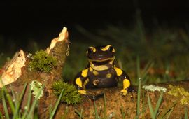 Sebastien Pirotte Vuursalamander