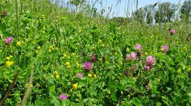 bloemrijke berm - primair