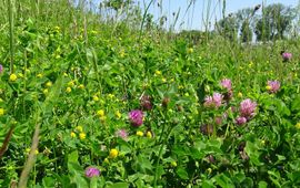 bloemrijke berm - primair