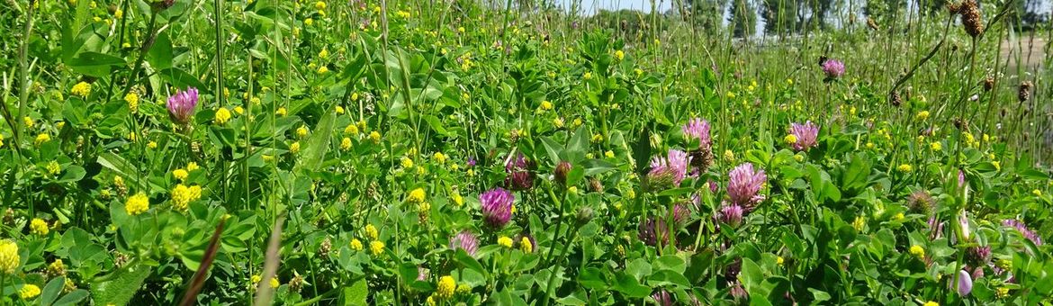 bloemrijke berm - primair
