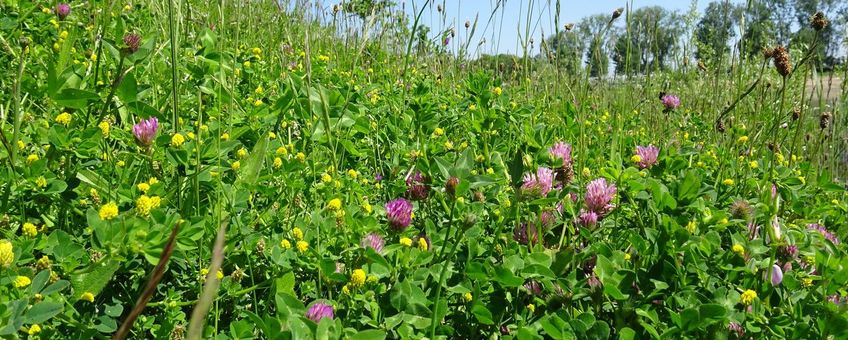 bloemrijke berm - primair
