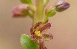 Mark Meijrink Kleine keverorchis (Neottia cordata)