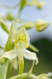 Bergnachtorchis (Platanthera montana)