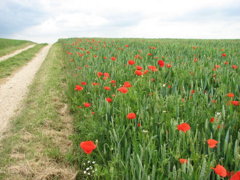 Akkerplanten vind je meestal aan de randen van percelen