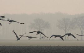 Koen de Koning Trekkende kraanvogels