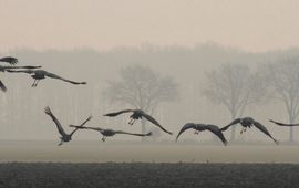 Trekkende kraanvogels