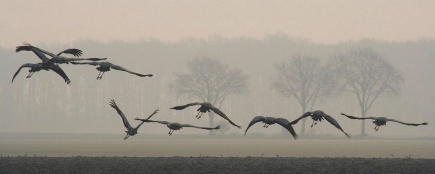 Trekkende kraanvogels